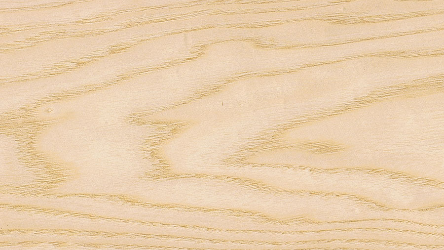 frassino